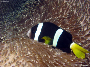 Clark's anemonefish, Amphiprion clarkii. Canon G9 & Inon ... by Bea & Stef Primatesta 